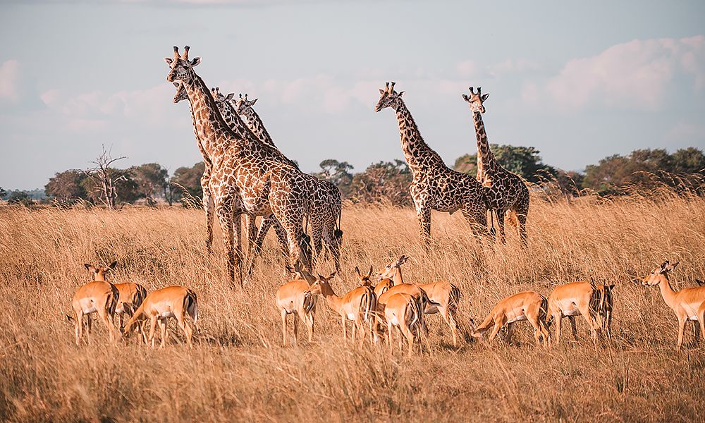 /api/cms/uploads/tanzania_safari7_9ff789f04a.jpg