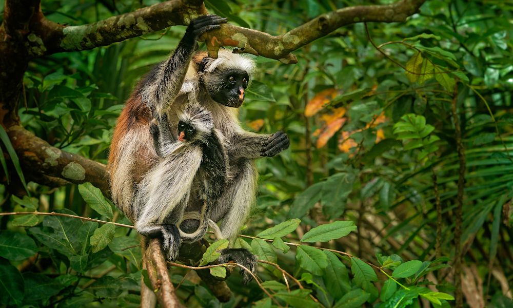 /api/cms/uploads/tanzania_zanzibar_Red_Colobus_monkey_ad216be636.jpg
